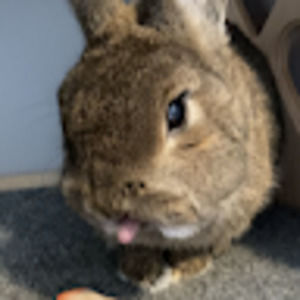 Meet your Posher, Casey